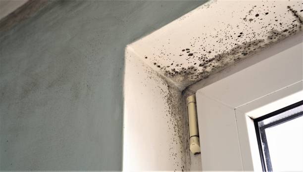 Best Commercial Mold Inspection  in Wildwood, NJ
