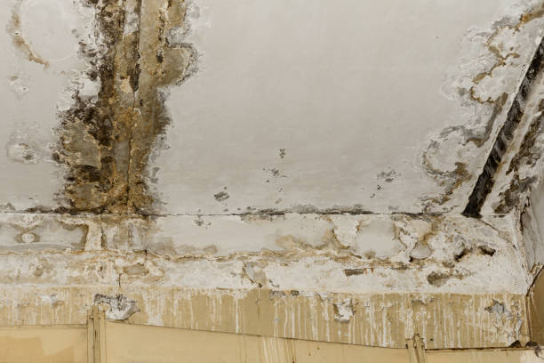 Best Mold Damage Restoration  in Wildwood, NJ