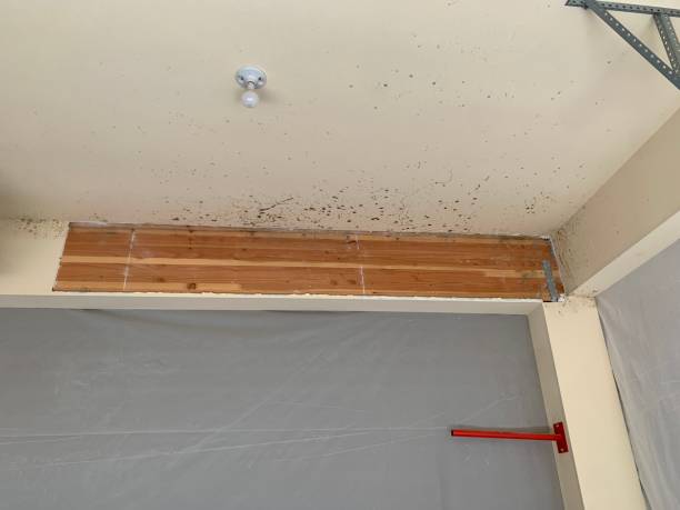 Best Industrial Mold Remediation  in Wildwood, NJ