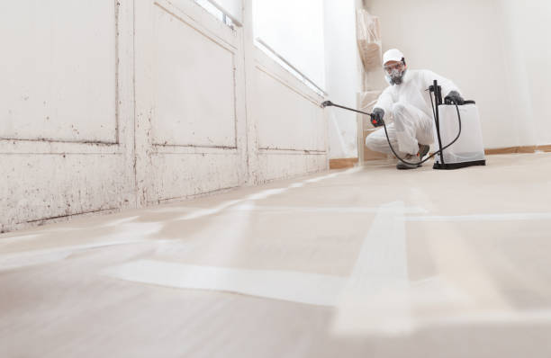 Best Basement Mold Removal  in Wildwood, NJ
